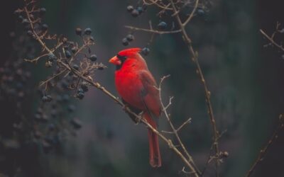 Lessons from the Birds of Winter