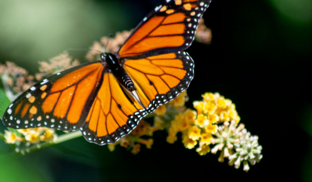 Honoring Our Earth: on Earth Day and Every Day