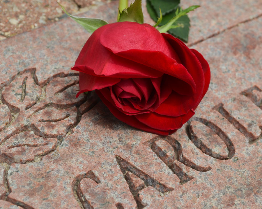 closeup of engraved pink granite stone with a rose on top