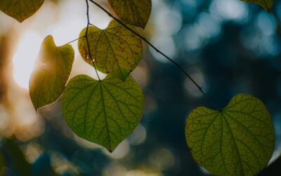 Learning a New Language of Love: Signs, Summer, and Continued Bonds