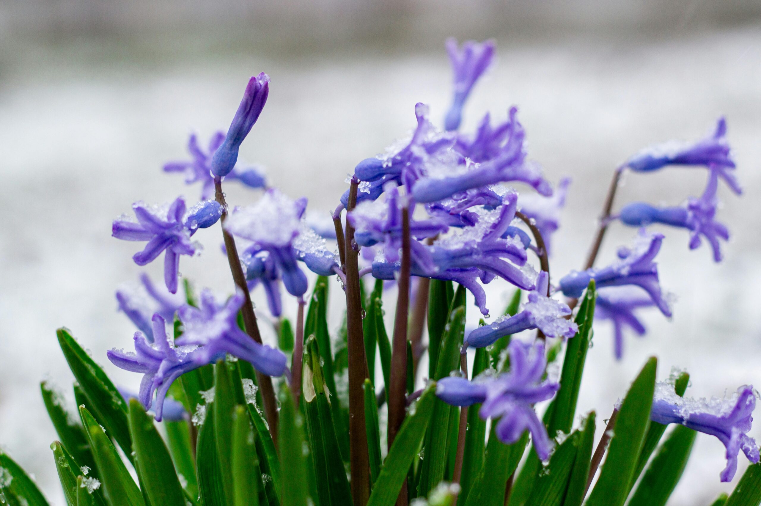 hyacinth blooms growing through the snow in spring